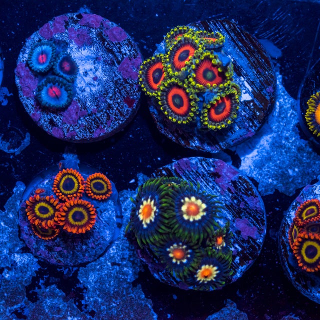 Live Stock | JoshPorksandwich Zoas