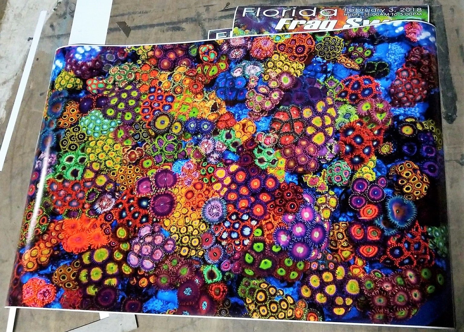 Zoa Garden #1 - 24x36 Poster | JoshPorksandwich Zoas