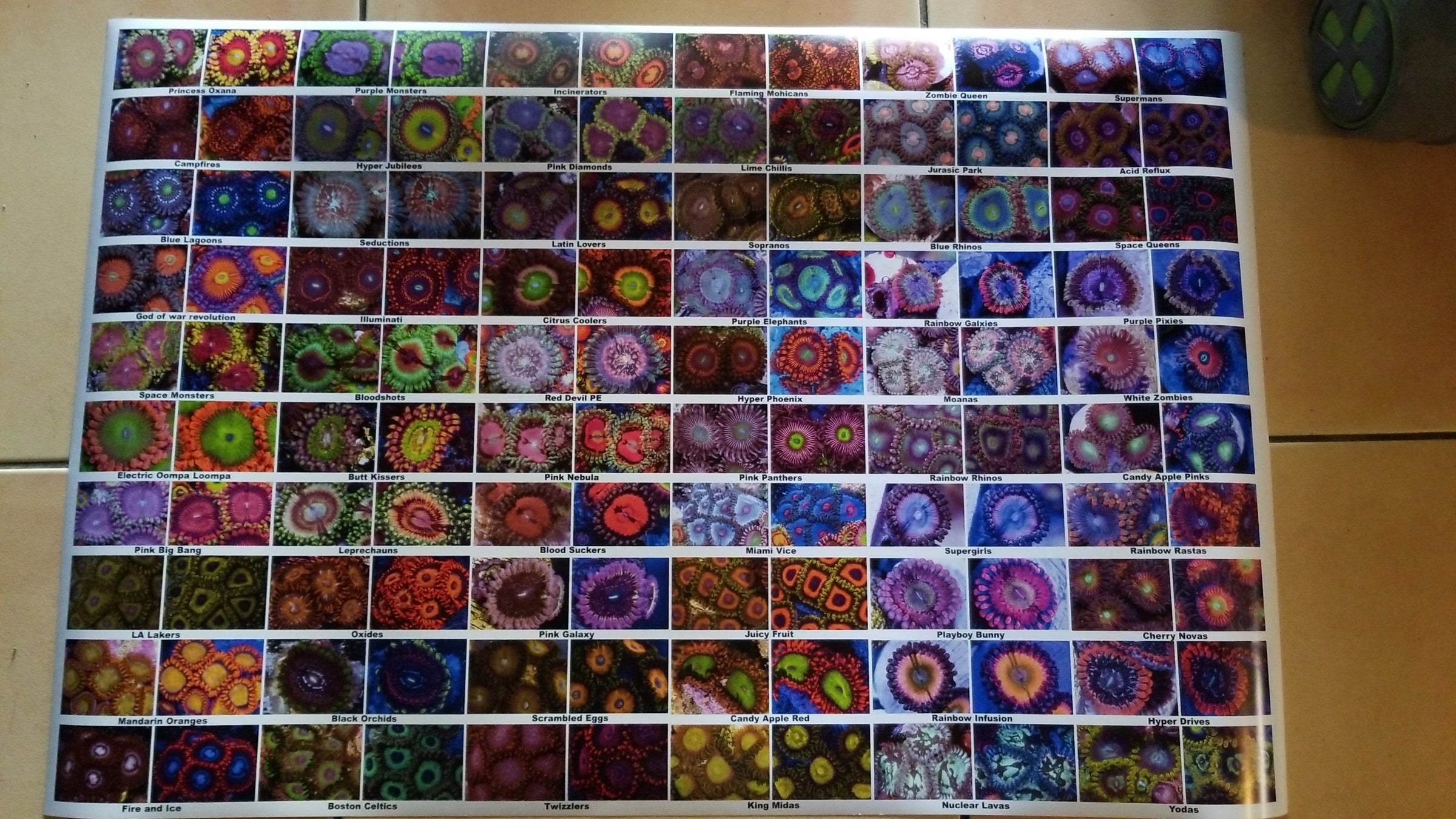 24x36 B&W LED Zoa ID Poster | JoshPorksandwich Zoas